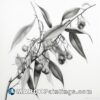 Black and white drawing of an eucalypt with red fruits