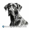 Black and white drawing of greatdane.