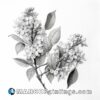Black and white drawing of lilac flower buds