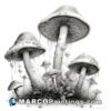 Black and white drawing of several mushrooms on a field