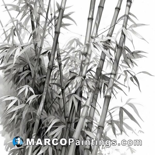 Black and white drawing of some bamboos