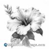 Black and white drawing of the beautiful hibiscus