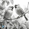 Black and white drawing of two birds sitting on a branch