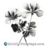 Black and white drawing of two geranium flowers