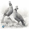 Black and white drawing of two quail one on top of another
