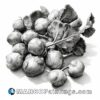 Black and white hand drawn illustration of beets