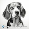 Black and white pencil drawing of an beagle