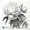 Black and white peony drawing by dylan craig