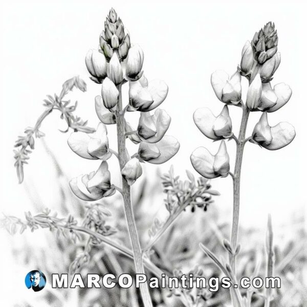 Black and white photo of two lavender flowers