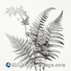 Black and white photograph of three ferns
