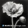 Black and white poppy digital art
