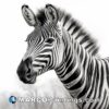 Black and white zebra drawing by phlip bingham