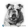 Bulldog hd pencil art by david lokey