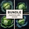 Cabbage Oil Painting Bundle