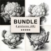 Cauliflower Black White Draw Sketch Bundle