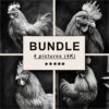 Chicken Black White Draw Sketch Bundle