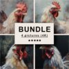 Chicken Oil Painting Bundle
