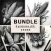 Corn Black White Draw Sketch Bundle