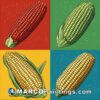 Corn illustration with four colors of cobs on different backgrounds