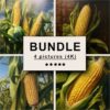 Corn Oil Painting Bundle