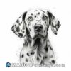 Dalmatian dog in black and white ink