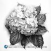 David besson's black and white drawing about hydrangea