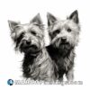 Drawing of two young yorkshire terrier dogs