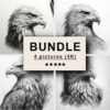 Eagle Black White Draw Sketch Bundle