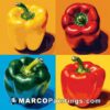 Four colors of peppers on a colorful background