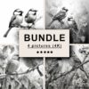 Garden Birds Black White Draw Sketch Bundle