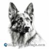 German shepherd dog drawing black and white portrait