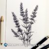 Lavender drawing by jen henderson jhenderson