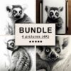 Lemur Black White Draw Sketch Bundle