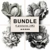 Lettuce Black White Draw Sketch Bundle