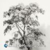 Maple tree drawing black and white pencil