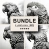 Parrot Black White Draw Sketch Bundle