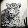 Pencil on paper drawing jaguar