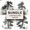 Pine Black White Draw Sketch Bundle