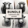 Sheep Black White Draw Sketch Bundle