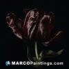 The image represents a dark tulip on a black background