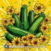 This illustration has cucumbers with yellow circles and sunflowers