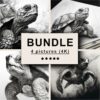 Turtle Black White Draw Sketch Bundle